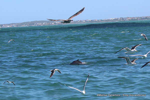Indian Ocean Humpback Dolphins, South Africa